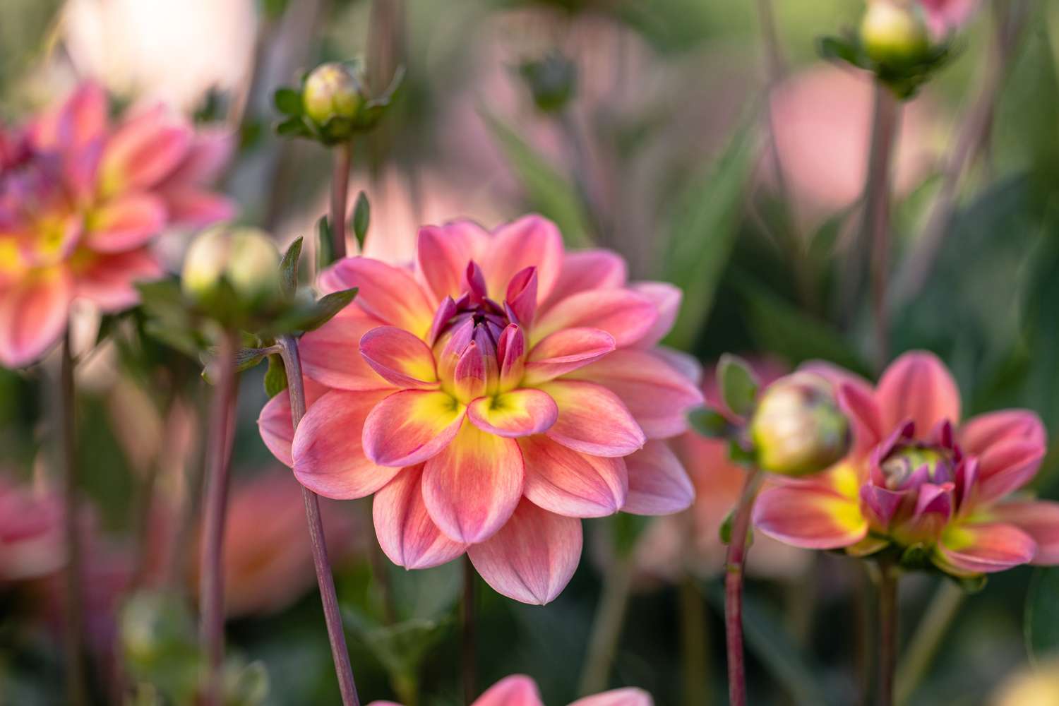 Dahlie 'Pacific View'